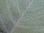 Preview: Blattoberfläche von Sorbus aria Lutescens