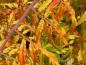 Preview: Essigbaum Tiger Eyes mit Herbstfärbung