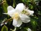 Preview: Weiße Blüten des amerikanischen Jasmins
