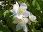 Preview: Weiße, leicht duftende Blüten - Amerikanischer Jasmin