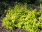 Preview: Spiraea japonica Goldmound