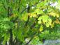Preview: Cladrastis lutea - gelbe Herbstfärbung