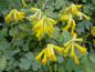 Preview: Corydalis lutea