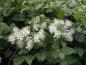 Preview: Kletterpflanze - Waldrebe, Clematis vitalba