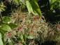 Preview: Fruchtstand der Waldrebe, Clematis vitalba