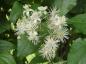 Preview: Weiße Blüten der Waldrebe, Clematis vitalba