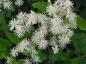 Preview: Schöne weiße Blüte der einheimischen Waldrebe