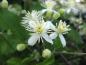 Preview: Weißblühende Kletterpflanze: Waldrebe, Clematis vitalba