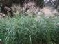 Preview: Miscanthus sinensis Silberfeder im Botanischen Garten Hamburg