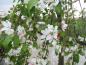 Preview: Schöne weiße Blüte im Frühjahr - Malus Red Jade