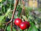 Preview: Rote Früchte vom Trauer-Zierapfel Red Jade