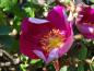 Preview: Die Blüte mit den Staubgefäßen der Rose Red Nelly