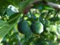 Preview: Unreife Früchte der Zibarte, aufgenommen Anfang August