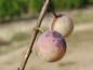 Preview: Reife Früchte der Prunus domestica ssp. prisca