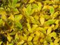 Preview: Goldgelbes Herbstlaub bei Clethra alnifolia