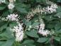 Preview: Die weiße Blütenrispe der Clethra alnifolia mit Knospen