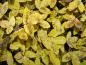 Preview: Acer monspessulanum im gelben Herbstkleid