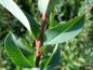 Preview: Salix caesia, die Blaugrüne Weide