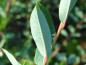 Preview: Blattunterseite von Salix caesia