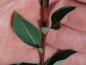 Preview: Blattoberseite von Salix caesia