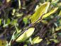 Preview: Salix caesia bekommt eine gelbliche Herbstfärbung