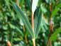 Preview: Typisch ist das scheinbar gegenständig stehende Laub von Salix purpurea Green Dicks
