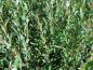 Preview: Salix purpurea Green Dicks
