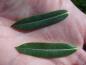Preview: Typisches Sommerlaub von Salix purpurea Green Dicks