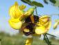 Preview: Der Blasenstrauch als Pollenquelle für Hummeln und Bienen