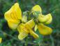 Preview: Sommerliche Blüte von Colutea arborescens