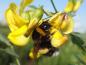 Preview: Ein begehrter Pollenspender bei Hummeln und Bienen ist der Blasenstrauch