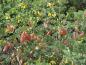 Preview: Bei Colutea sind häufig Blüten und Früchte zur gleichen Zeit am Strauch