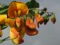 Preview: Bei den Colutea arborescens Sämlingen sind ab und zu auch orange Blüten vertreten