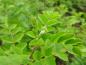 Preview: Laub von Colutea arborescens