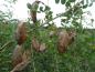 Preview: Früchte von Colutea arborescens, Aufnahme aus dem September