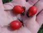 Preview: Die Frucht der Rosa jundzillii: Hagebutten in kräftigem Rot