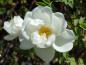 Preview: Weiße Blüte von Rosa pimpinellifolia Flora Plena