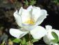 Preview: Rosa pimpinellifolia Flora Plena blüht weiß