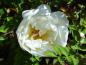 Preview: Gefüllte Blüte von Rosa pimpinellifolia Flora Plena
