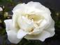 Preview: Weiße Blüte der Gefüllten Bibernellrose