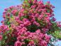 Preview: Die Ramblerrose Maria Lisa - üppiger rosa Blütenflor