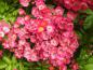 Preview: Zahlreiche rosa Blüten mit weißem Auge - die Kletterrose Maria Lisa