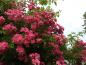 Preview: Leuchtende duftende Blüten der Ramblerrose Maria Lisa