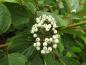 Preview: Ein schöner Kontrast: grüne Blätter und weiße Beeren des Weißen Hartriegels (Cornus alba)