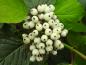 Preview: Zierende weiße Früchte des Cornus alba