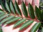 Preview: Blatt von Sorbus arnoldiana Kirsten Pink