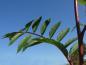 Preview: Sorbus arnoldiana Kirsten Pink
