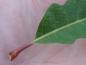 Preview: Blattstiel von Quercus macrocarpa
