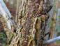 Preview: Rinde der Quercus macrocarpa an einem etwas stärkeren Trieb