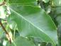 Preview: Typisches Blatt von Pyrus calleryana Redspire